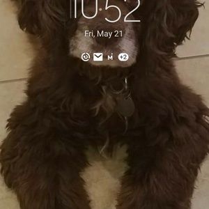 Meet your Posher, Louise